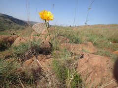 Berkheya subulata subulata