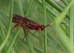 Spilichneumon