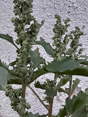 Chenopodioideae