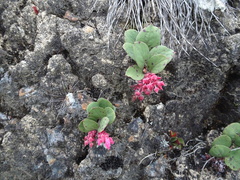 Gaultheria sclerophylla