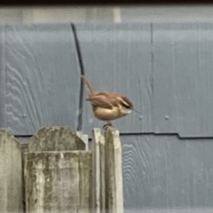 Thryothorus ludovicianus