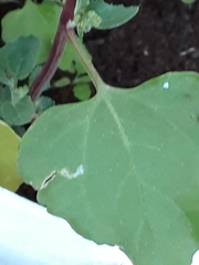 Chenopodioideae