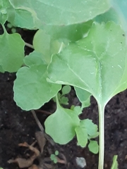 Chenopodioideae