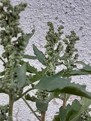 Chenopodioideae