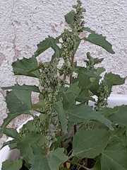 Chenopodioideae