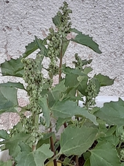 Chenopodioideae