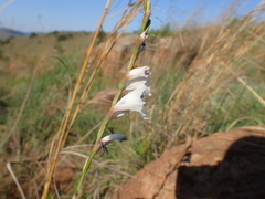 Gladiolus woodii
