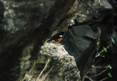 Thamnolaea cinnamomeiventris
