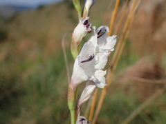 Gladiolus woodii