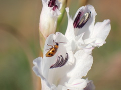 Afromaculepta frontalis