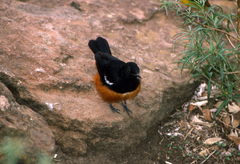 Thamnolaea cinnamomeiventris