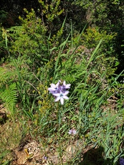 Ixia polystachya