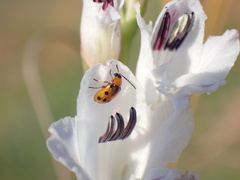Afromaculepta frontalis