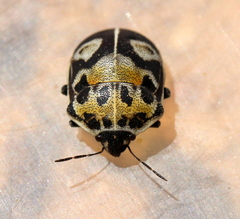 Deroplax silphoides