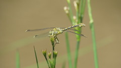 Ceratogomphus pictus