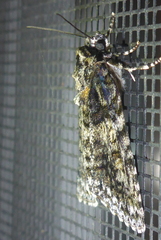 Acronicta increta