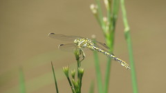 Ceratogomphus pictus