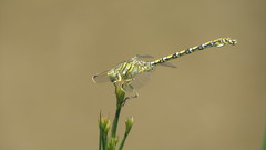 Ceratogomphus pictus