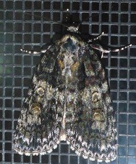 Acronicta increta