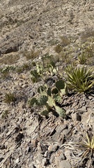 Opuntia arizonica