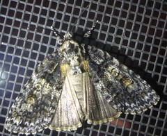 Acronicta increta