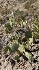 Opuntia arizonica