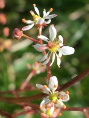 Micranthes nelsoniana aestivalis
