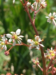 Micranthes nelsoniana aestivalis