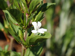 Dyschoriste burchellii