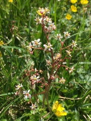 Micranthes nelsoniana aestivalis