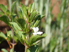 Dyschoriste burchellii