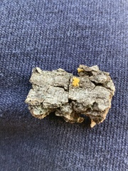 Insecta
