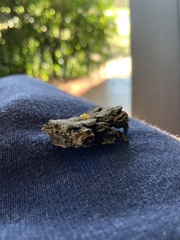 Insecta