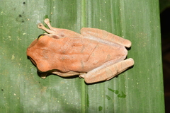 Osteocephalus planiceps