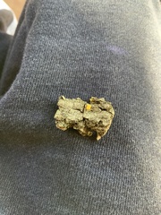 Insecta