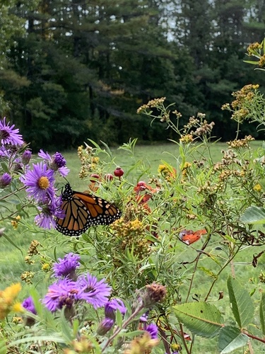 Monarch photographed in Maine
