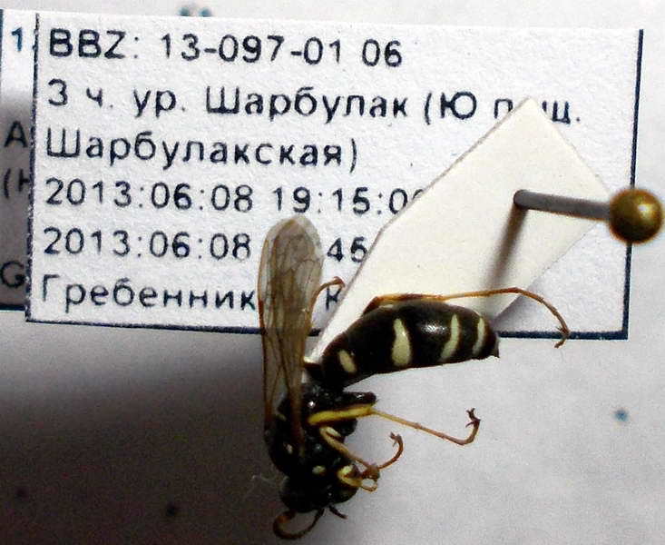 Ammatomus rogenhoferi
