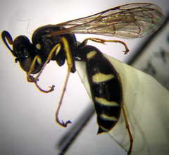 Ammatomus rogenhoferi