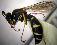 Ammatomus rogenhoferi