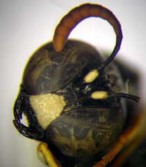 Ammatomus rogenhoferi