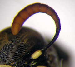 Ammatomus rogenhoferi