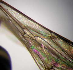 Ammatomus rogenhoferi