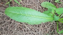 Helminthotheca echioides