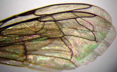 Ammatomus rogenhoferi