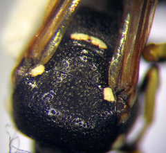 Ammatomus rogenhoferi