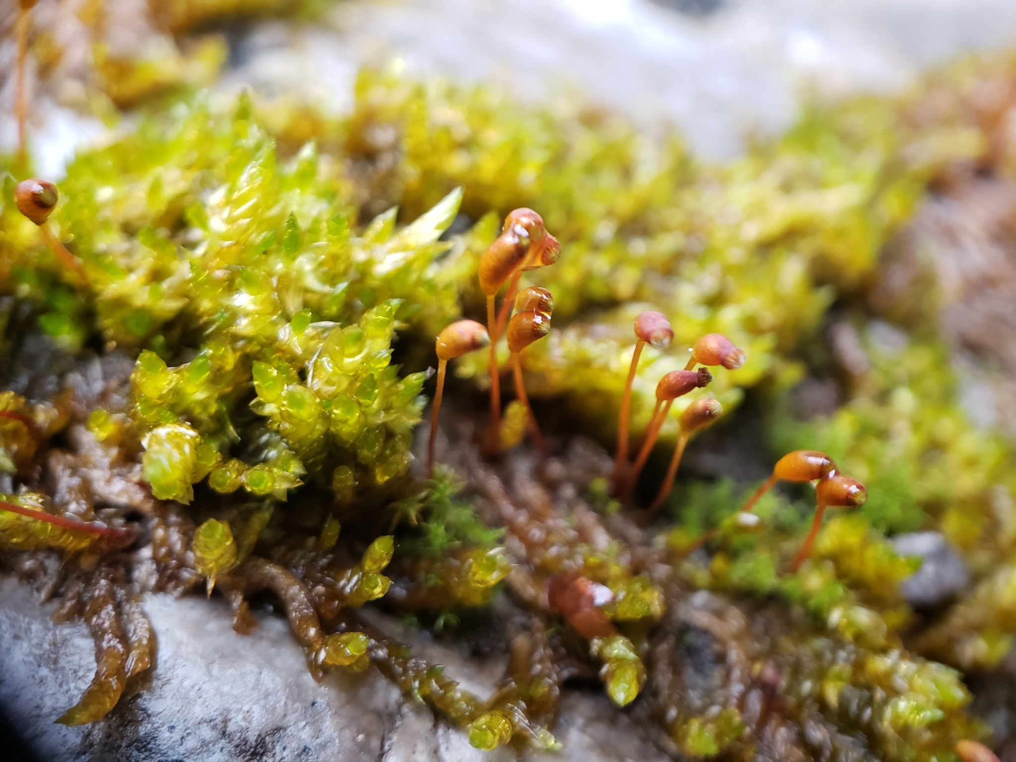 Platyhypnum