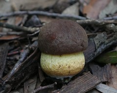 Leccinellum lepidum
