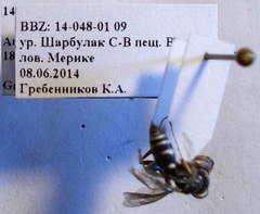 Ammatomus rogenhoferi