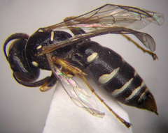 Ammatomus rogenhoferi