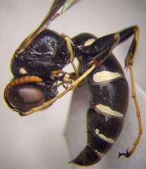 Ammatomus rogenhoferi